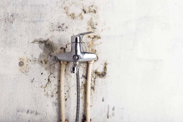 Best Home Mold Removal  in Egypt, AL