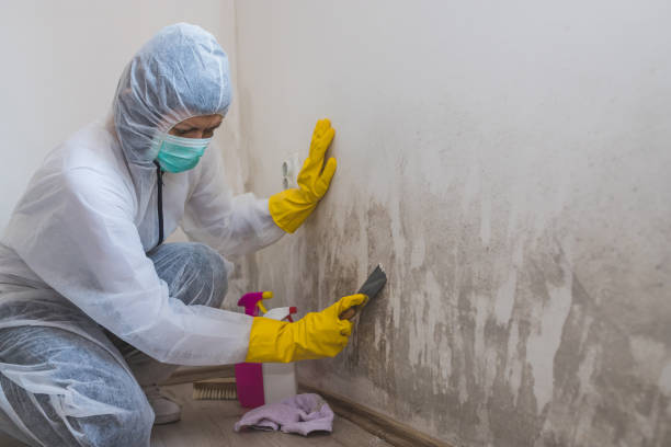 Best Toxic Mold Removal  in Egypt, AL