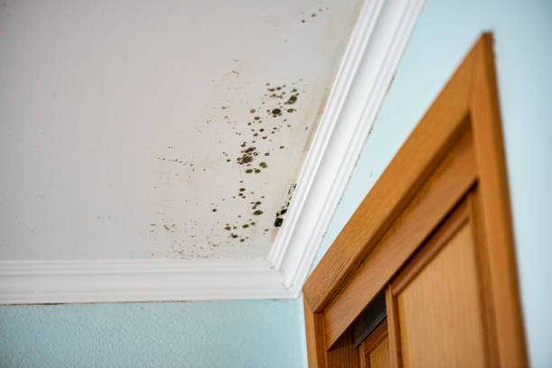 Best Attic Mold Removal  in Egypt, AL