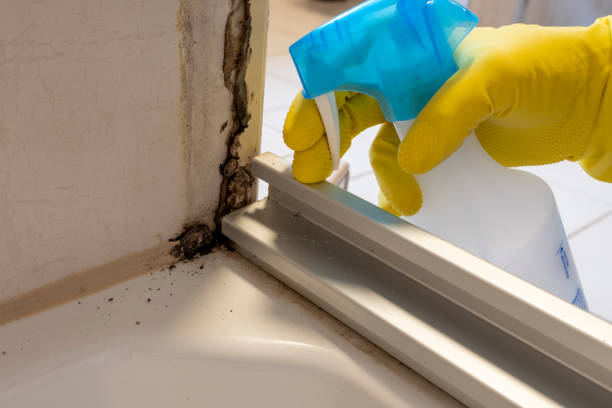 Best Professional Mold Removal  in Egypt, AL