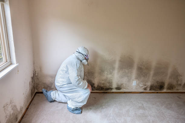 Best Commercial Mold Removal  in Egypt, AL
