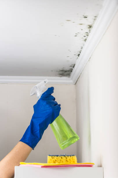 Best Mold Remediation Experts  in Egypt, AL