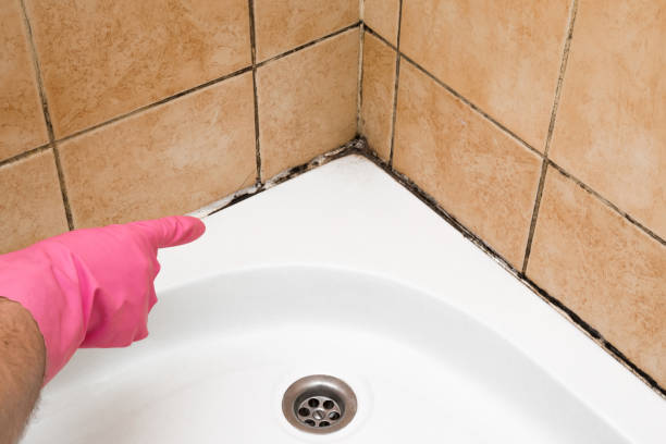 Best Mold Removal Company Near Me  in Egypt, AL